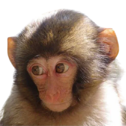 животное млекопитающее примат