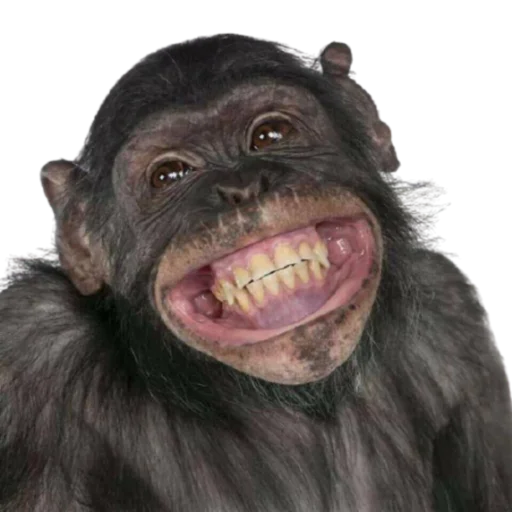 животное млекопитающее обезьяна