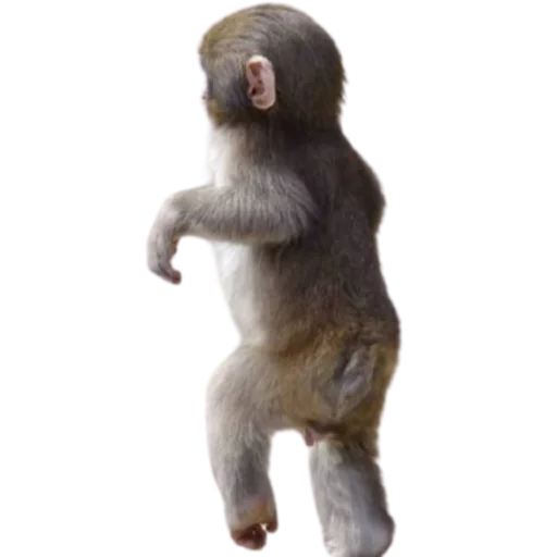 животное млекопитающее примат