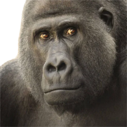 животное млекопитающее примат