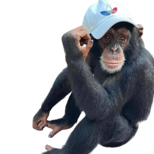 обезьяний шляпа Человек