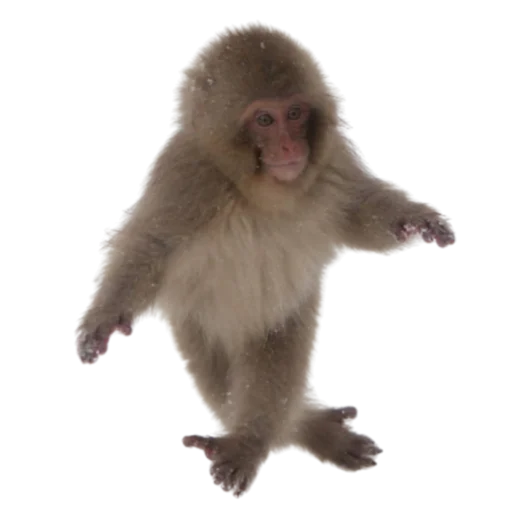 животное млекопитающее примат