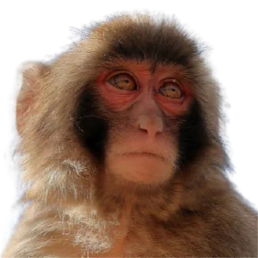 животное млекопитающее примат