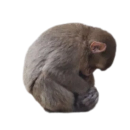 животное млекопитающее обезьяна