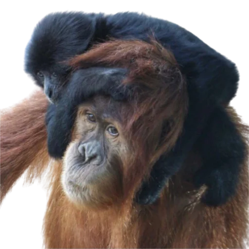 животное млекопитающее примат