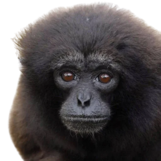 животное млекопитающее примат