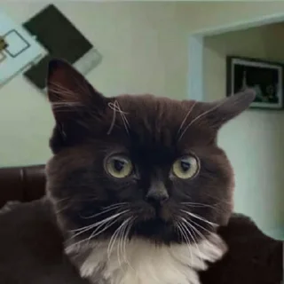 Стикер monki - 10