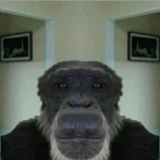 Стикер monki - 9