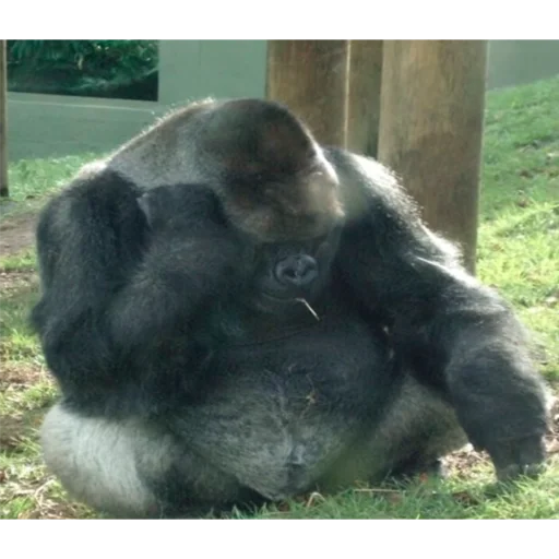 млекопитающее животное обезьяна