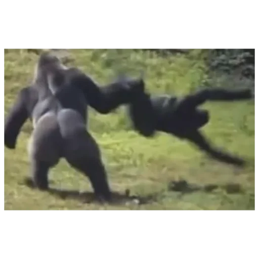 обезьяна млекопитающее скриншот