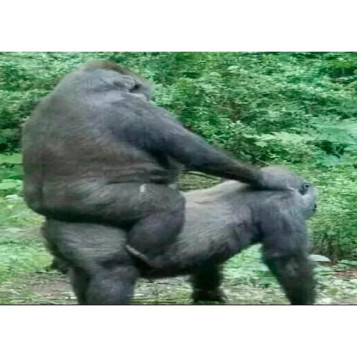 млекопитающее животное примат