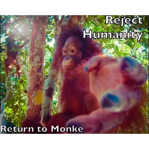 tree monkey screenshot