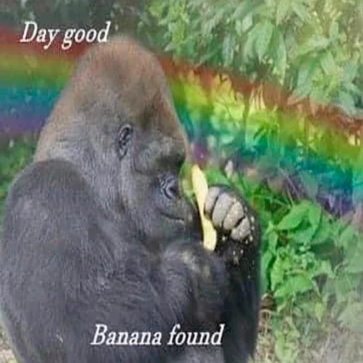 mammal animal primate