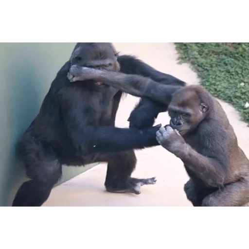 млекопитающее животное примат