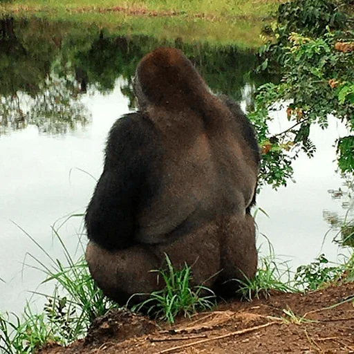 mammal animal outdoor