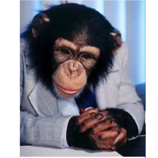 primate mammal animal