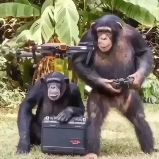 животное млекопитающее примат