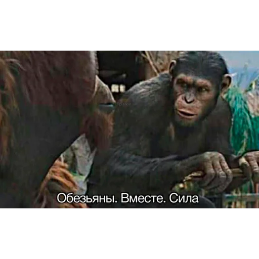 animal mammal primate