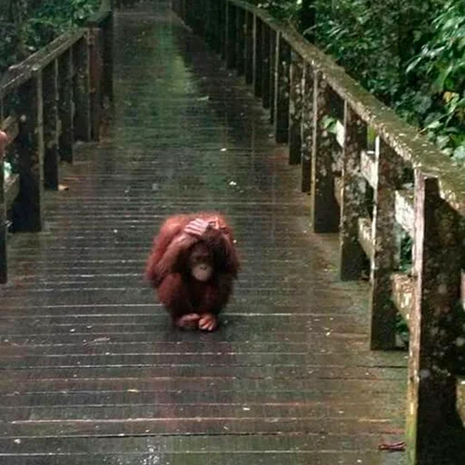 outdoor monkey animal