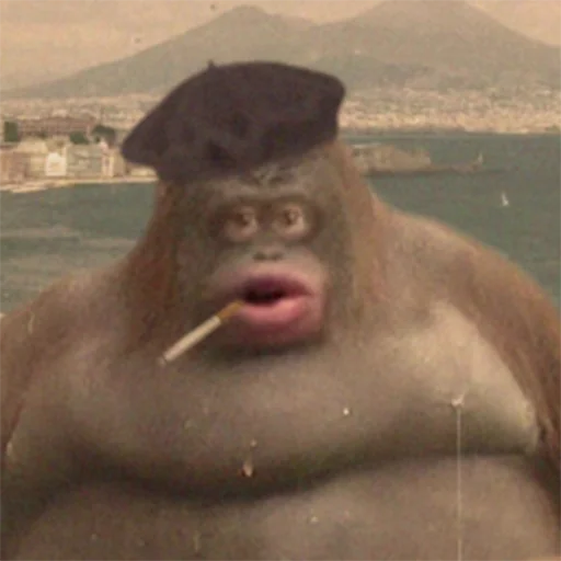 monkey outdoor mammal