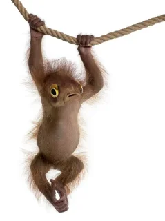 Sticker monos fusionados con otros animales - 2