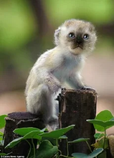 Sticker monos fusionados con otros animales - 10