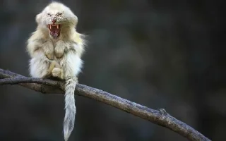 Sticker monos fusionados con otros animales - 4