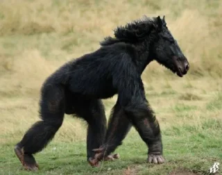 Sticker monos fusionados con otros animales - 5