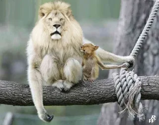 Sticker monos fusionados con otros animales - 9