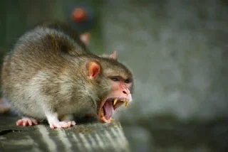 Sticker monos fusionados con otros animales - 8