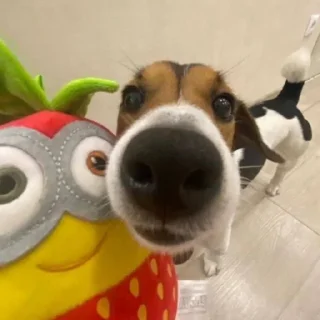 Стикер dogs @monst14 - 3