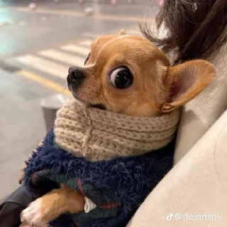 Стикер dogs @monst14 - 6