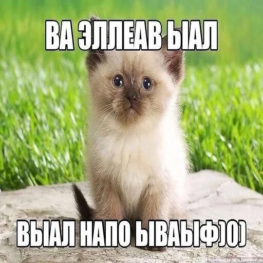 Sticker monyapizdecc - 1