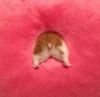 Стикер 𖬫𝗈𝗈𝖽 :| - 7