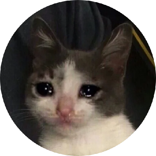 animal mammal small to medium-sized cats