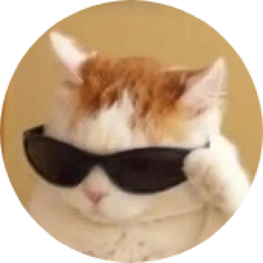 cat small to medium-sized cats animal