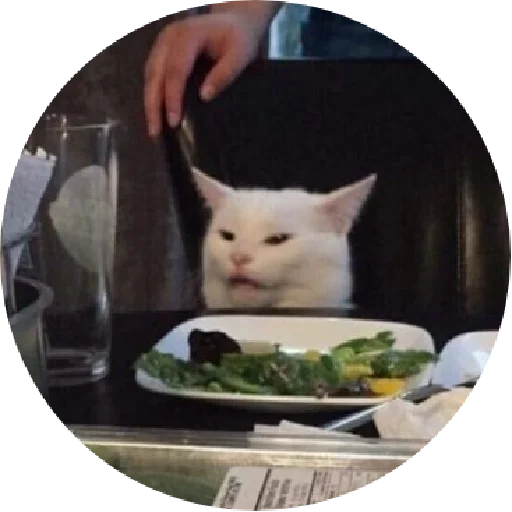 cat animal small to medium-sized cats