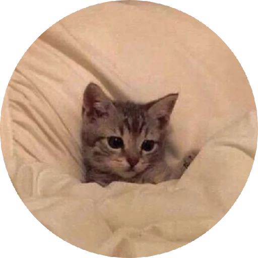 кошки малого и среднего размера домашняя кошка кошачьи