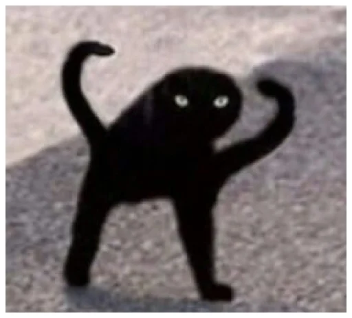 млекопитающее животное кошки малого и среднего размера