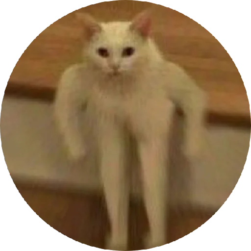 млекопитающее домашняя кошка кошка