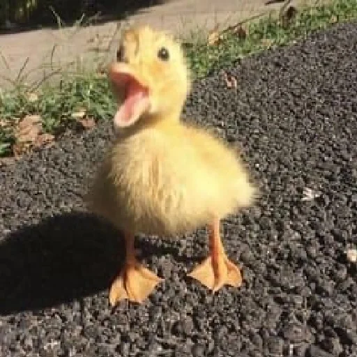 Sticker муд : - 0