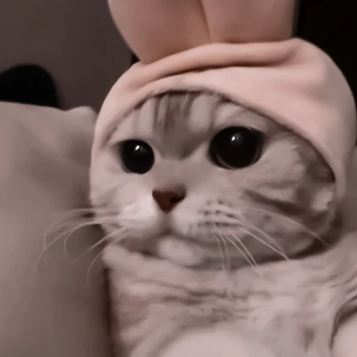 кошка кошки малого и среднего размера кошачьи