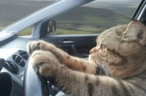 автомобиль кошки малого и среднего размера кошачьи