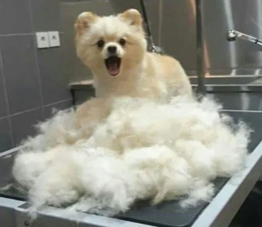 млекопитающее собака домашнее животное