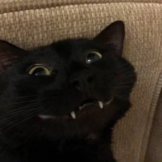 Sticker муд винса - 8