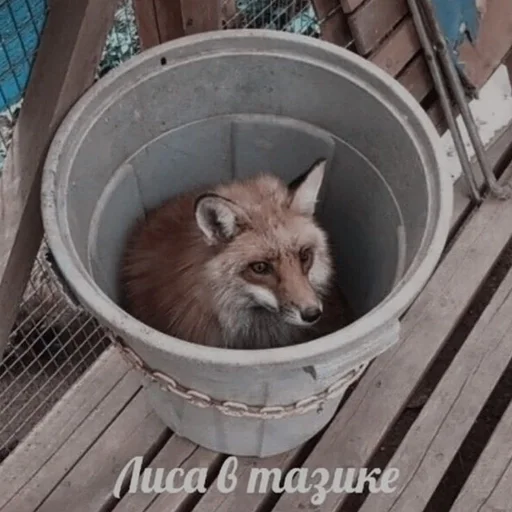 animal mammal raccoon