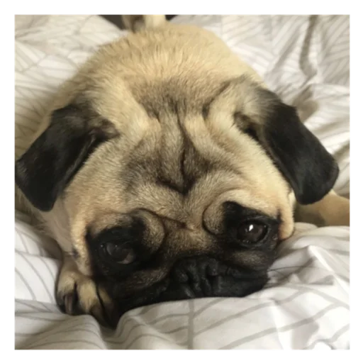 Стикер mopsyforyou - 1