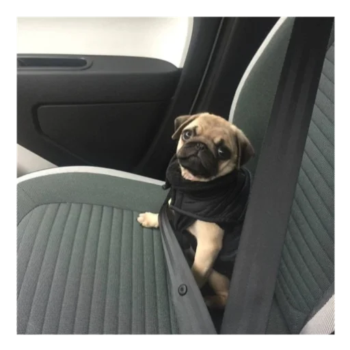 Sticker mopsyforyou - 1