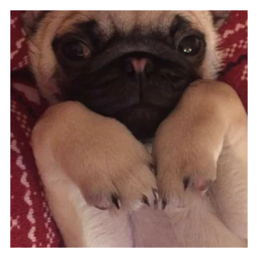 Sticker mopsyforyou - 1