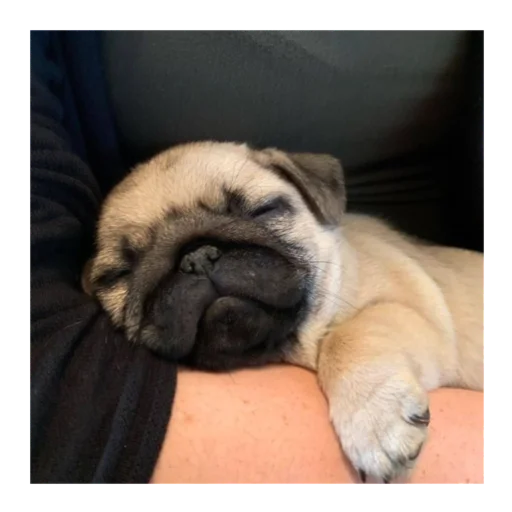 Стикер mopsyforyou - 1